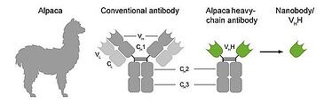 Abstract On Nano-BiTEs: Bispecific T Cell Engagers Based On Nanobodies ...