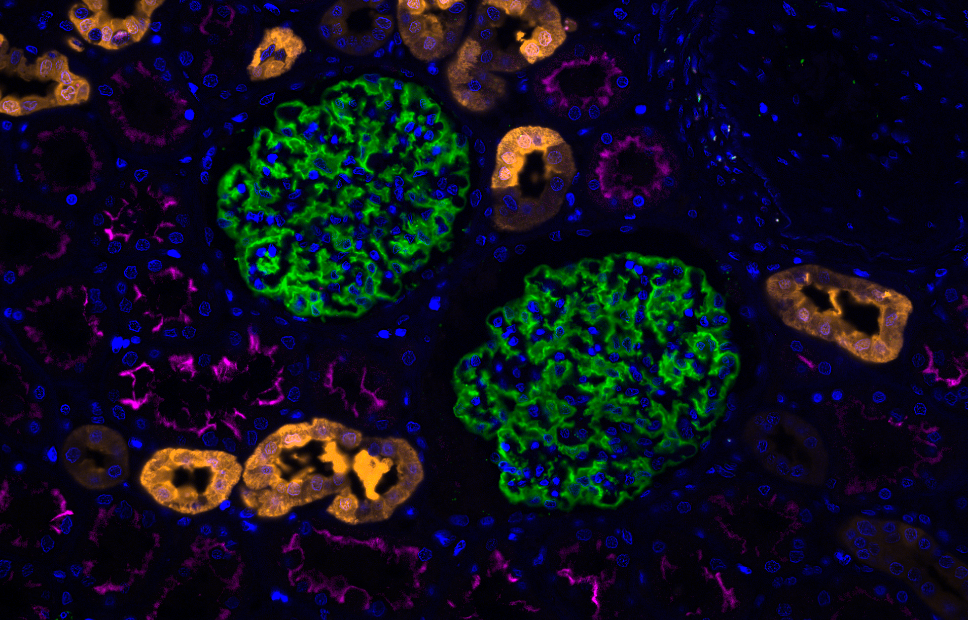 FlexAble: The Latest Technology In Antibody Labeling | Proteintech Group