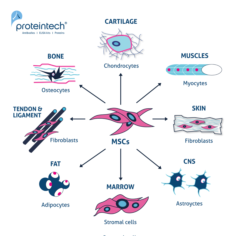 Are Mesenchymal Stem Cells MSCs true stem cells Proteintech Group