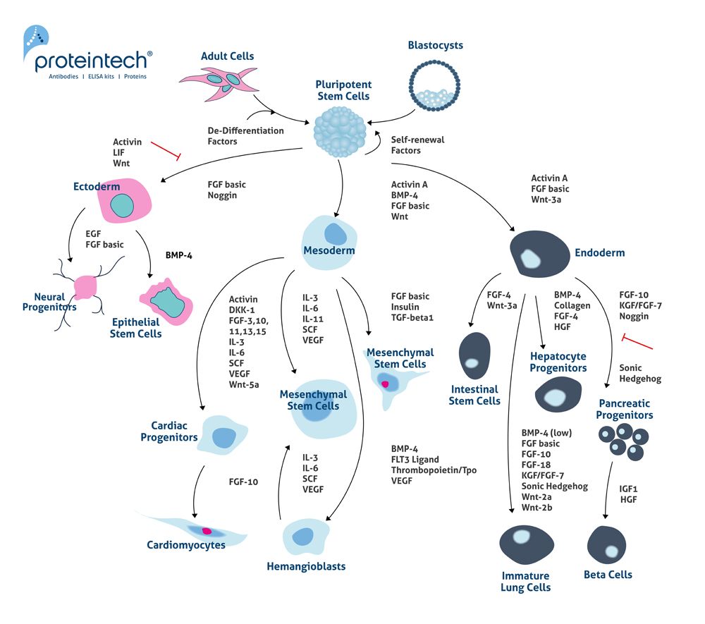 Are Mesenchymal Stem Cells MSCs true stem cells Proteintech Group