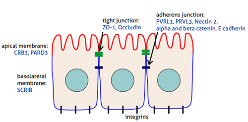 Cell Polarity Markers Proteintech Group