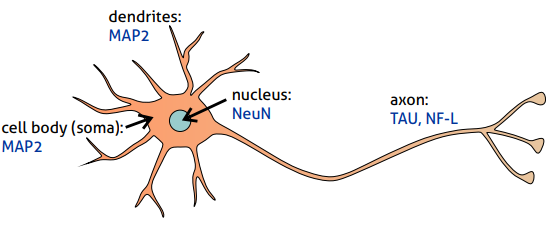 Diagram of the development of neuronal polarity and neuronal polarity markers