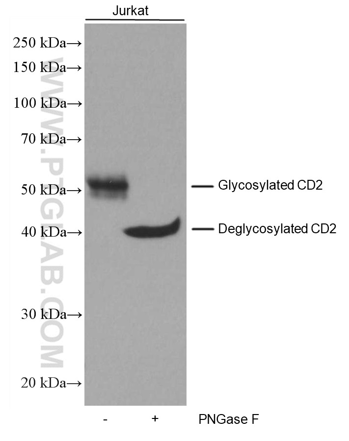 Untreated and PNGase F-treated Jurkat cell lysates were subjected to SDS PAGE followed by WB with 60005-1-Ig (CD2 antibody) at a dilution of 1:3000 incubated at room temperature for 1.5 hours.
