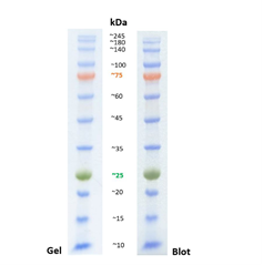 Der PL00002 Broad Range Protein Marker ist ein gebrauchsfertiger DreiFarb-Proteinstandard mit 13 vorgefärbten Proteinen, die einen breiten Bereich von Molekulargewichten von 3 bis 245 kDa in Tris-Glycin-Puffer abdecken