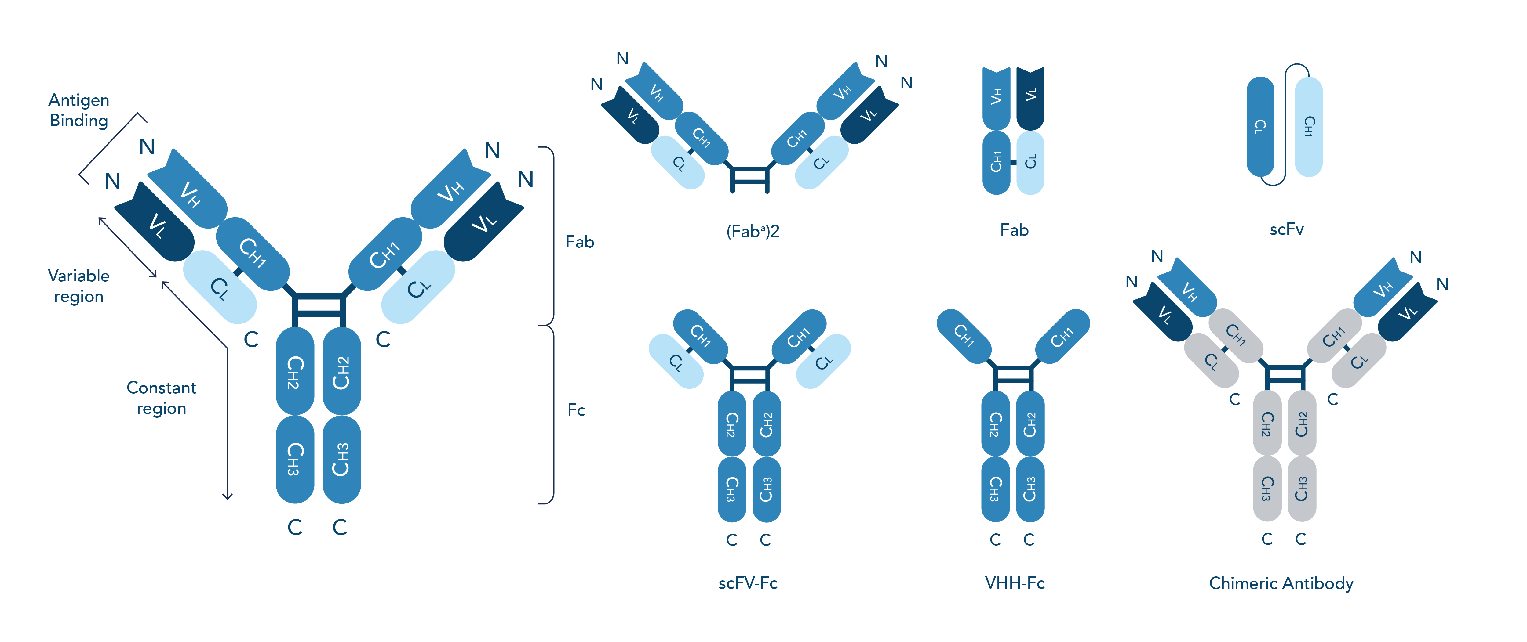 customized recombinant antibody
