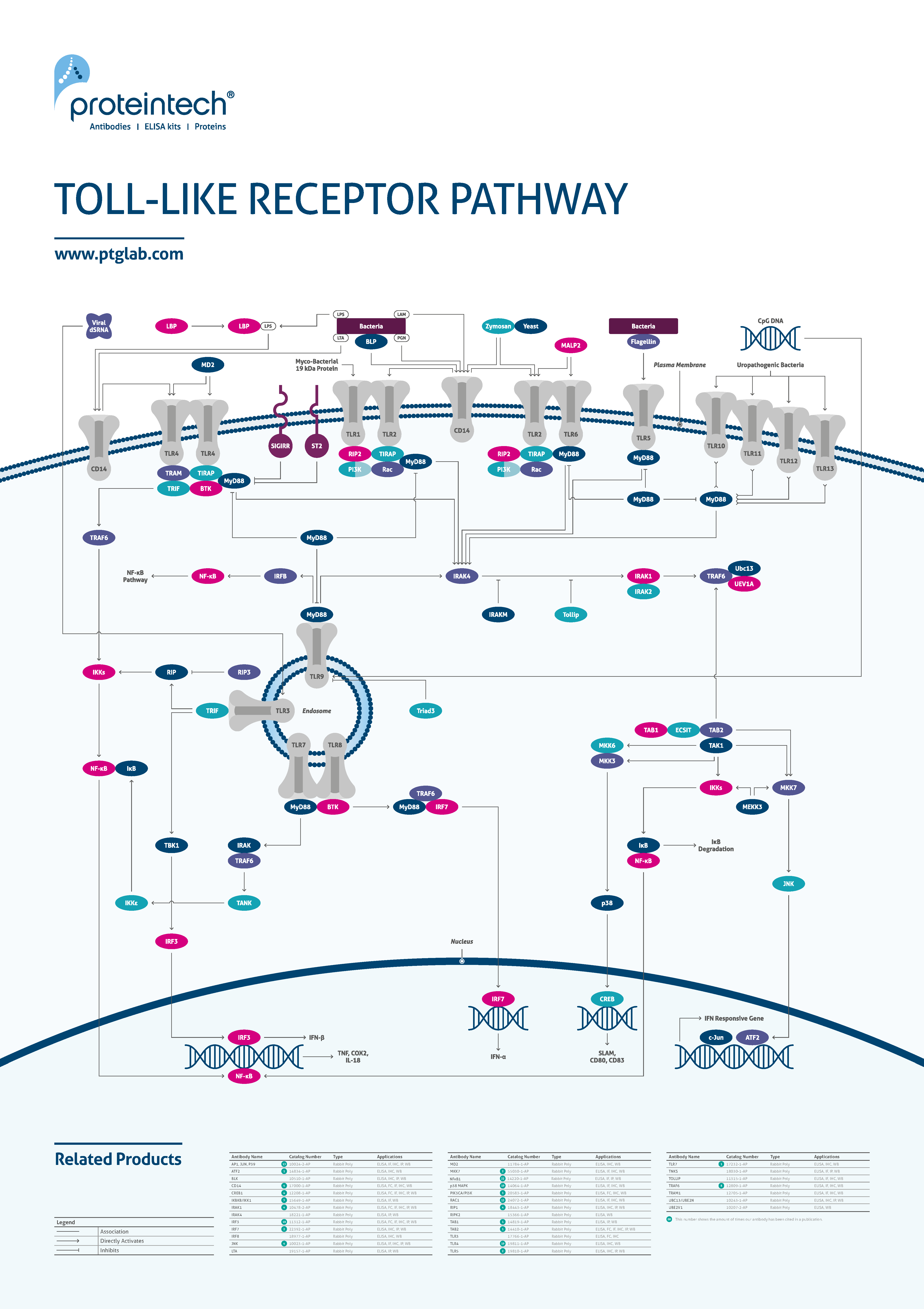 Toll-like receptor pathway poster thumbnail