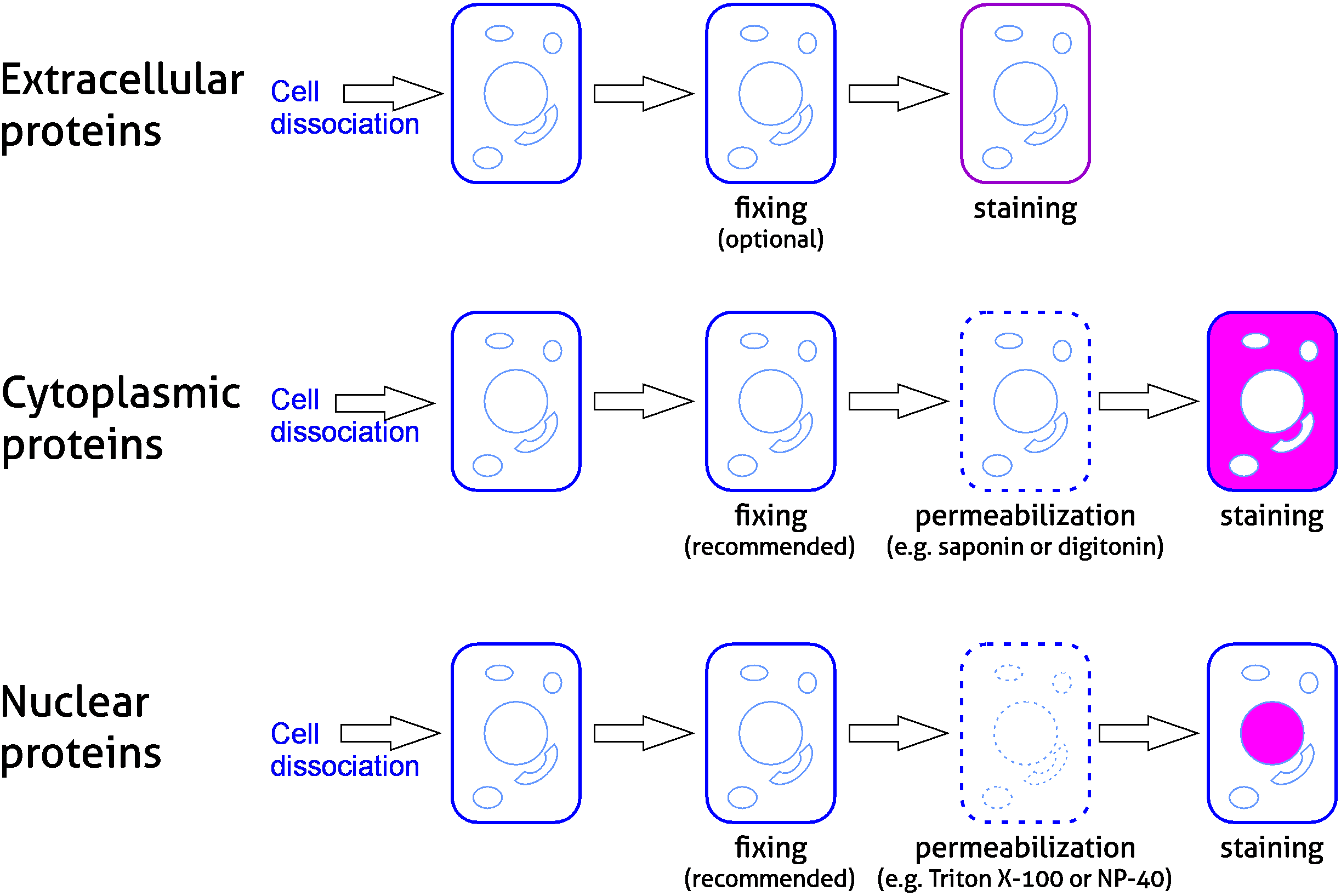 Flow Cytometry Cell Staining Buffer Recipe | Bryont Blog