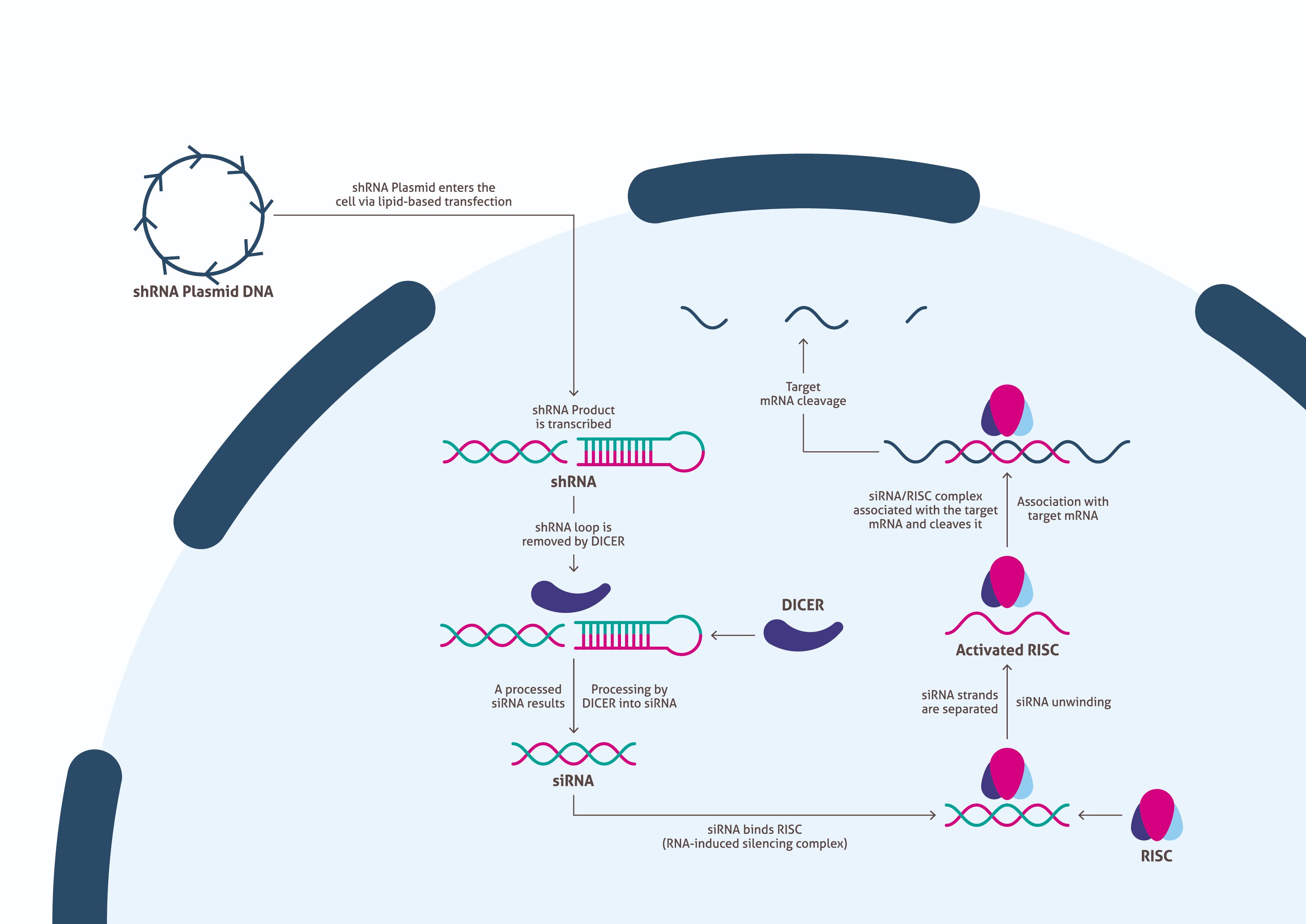 siRNA Knockdown Proteintech Group