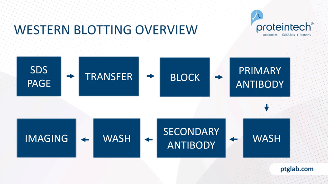 western blotting process overview