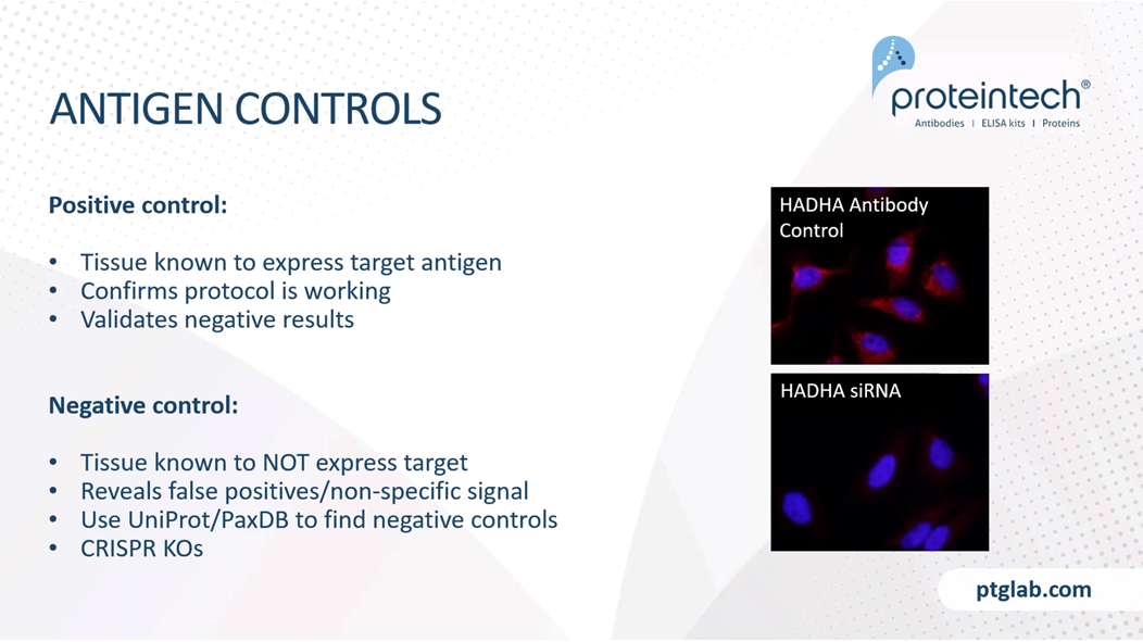 positive and negative antigen controls