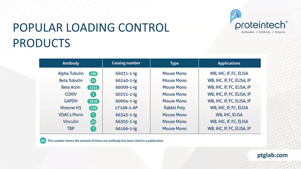 List of popular loading control antibodies from Proteintech
