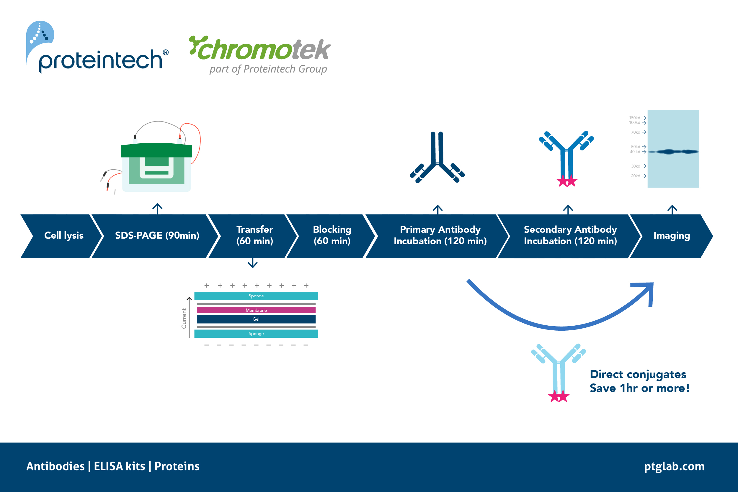 western blot steps