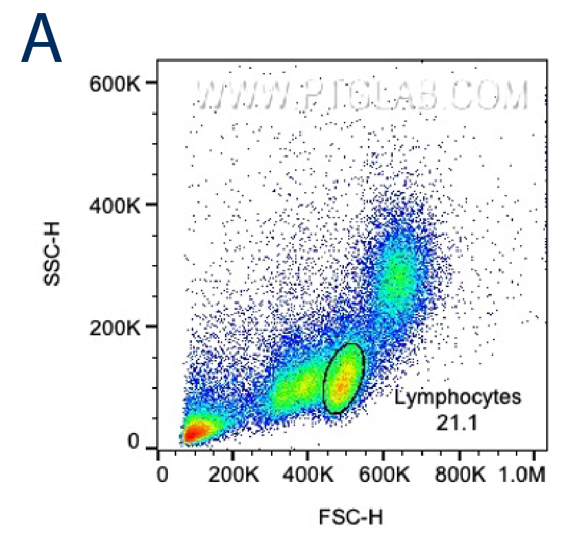 FSC/SSC plot of PBMCs with gating for lymphocytes based on size and granularity.