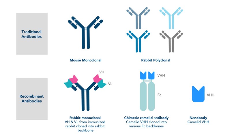 recombinant antibodies vs traditional antibodies