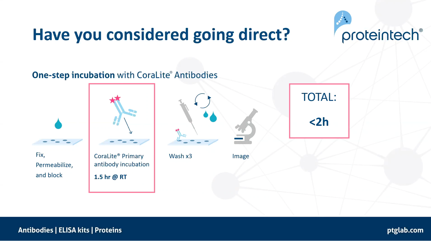 Reduce your immunofluorescence workflow to less than 2 hours using direct conjugated primary antibodies