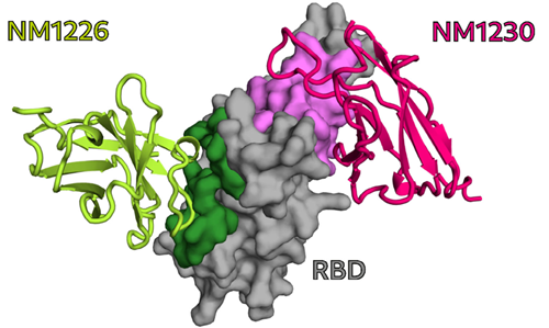 NM1226 and NM1230 binding epitopes on RBD