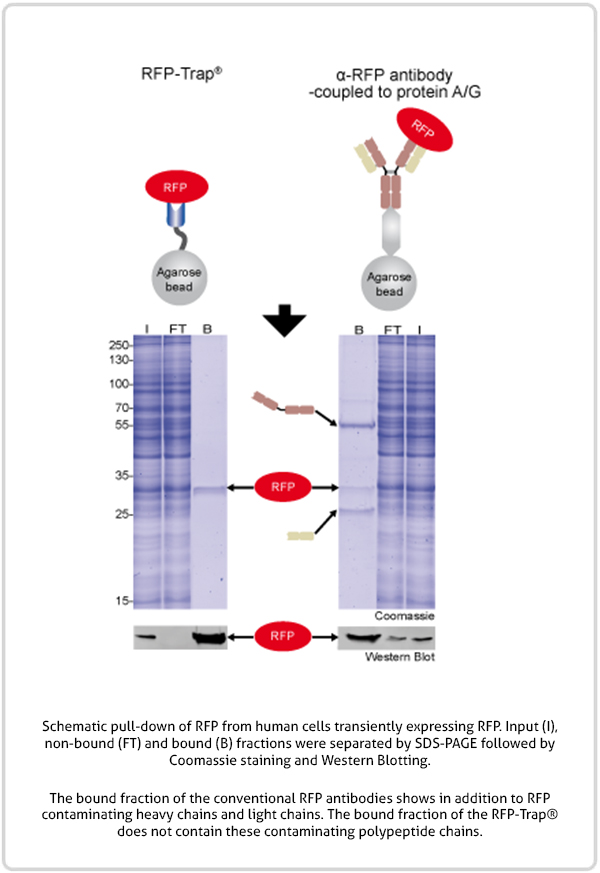 RFP-Trap vs conventional RFP antibody diagram