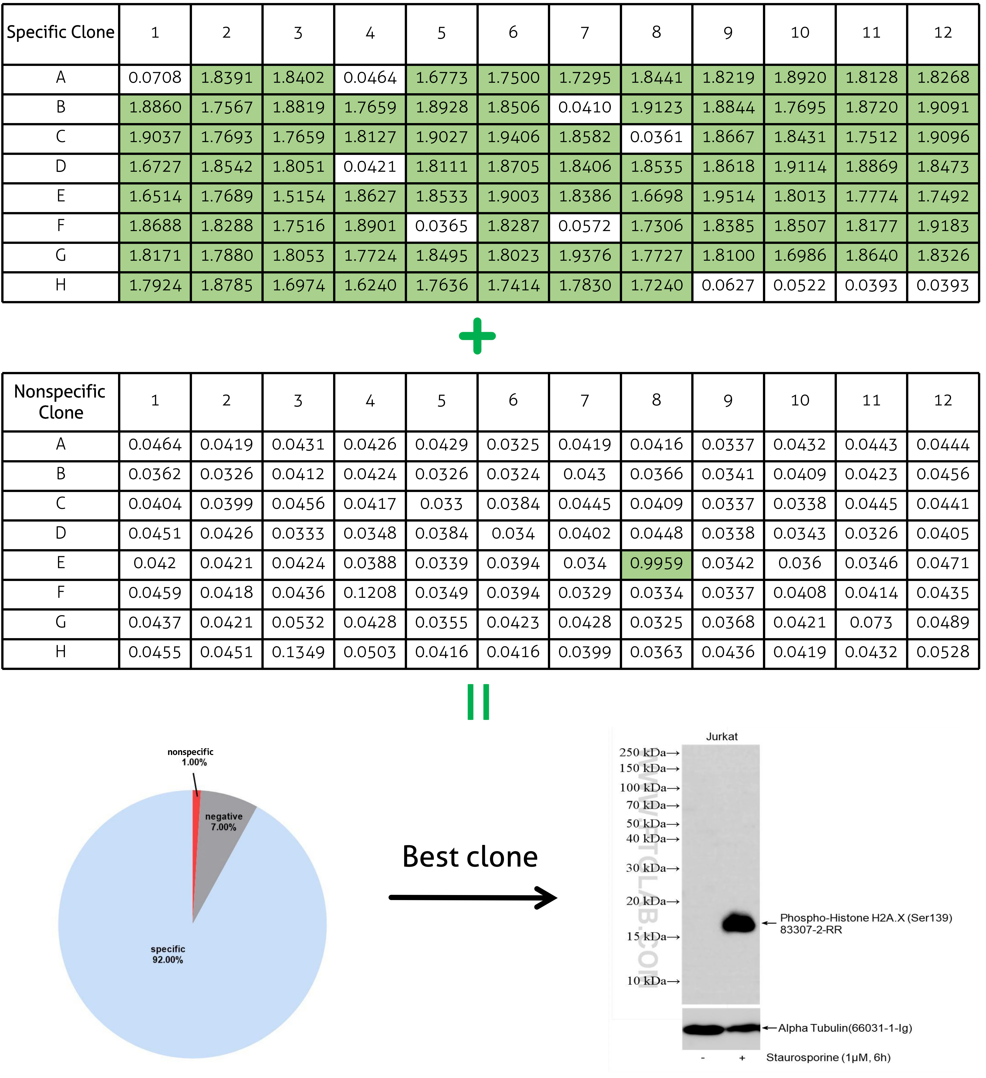 Antigen-specific single B cells sorting results in a high percentage of positive clones as verified by ELISA. 