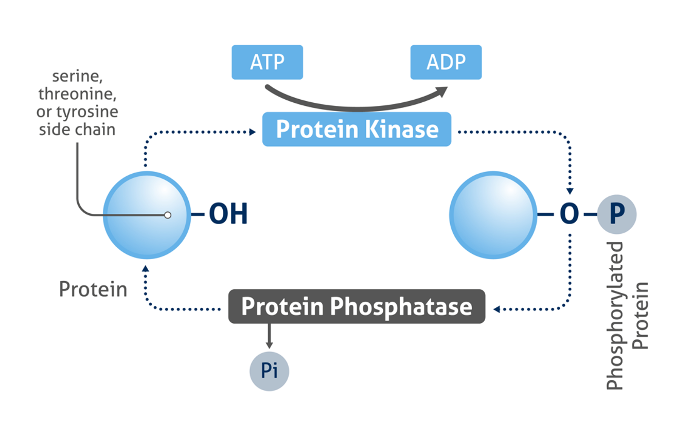 tyrosine phosphorylation mechanism