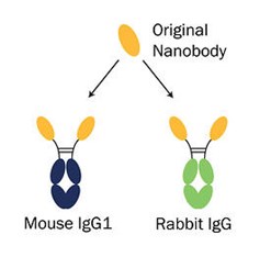 The Fc-domain fusion format combines the advantages of Nanobodies with those of traditional antibodies
