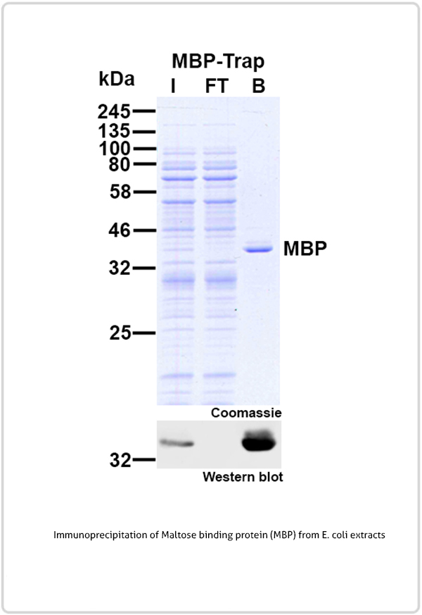 Immunoprecipitation of Maltose binding protein (MBP) from E. coli extracts