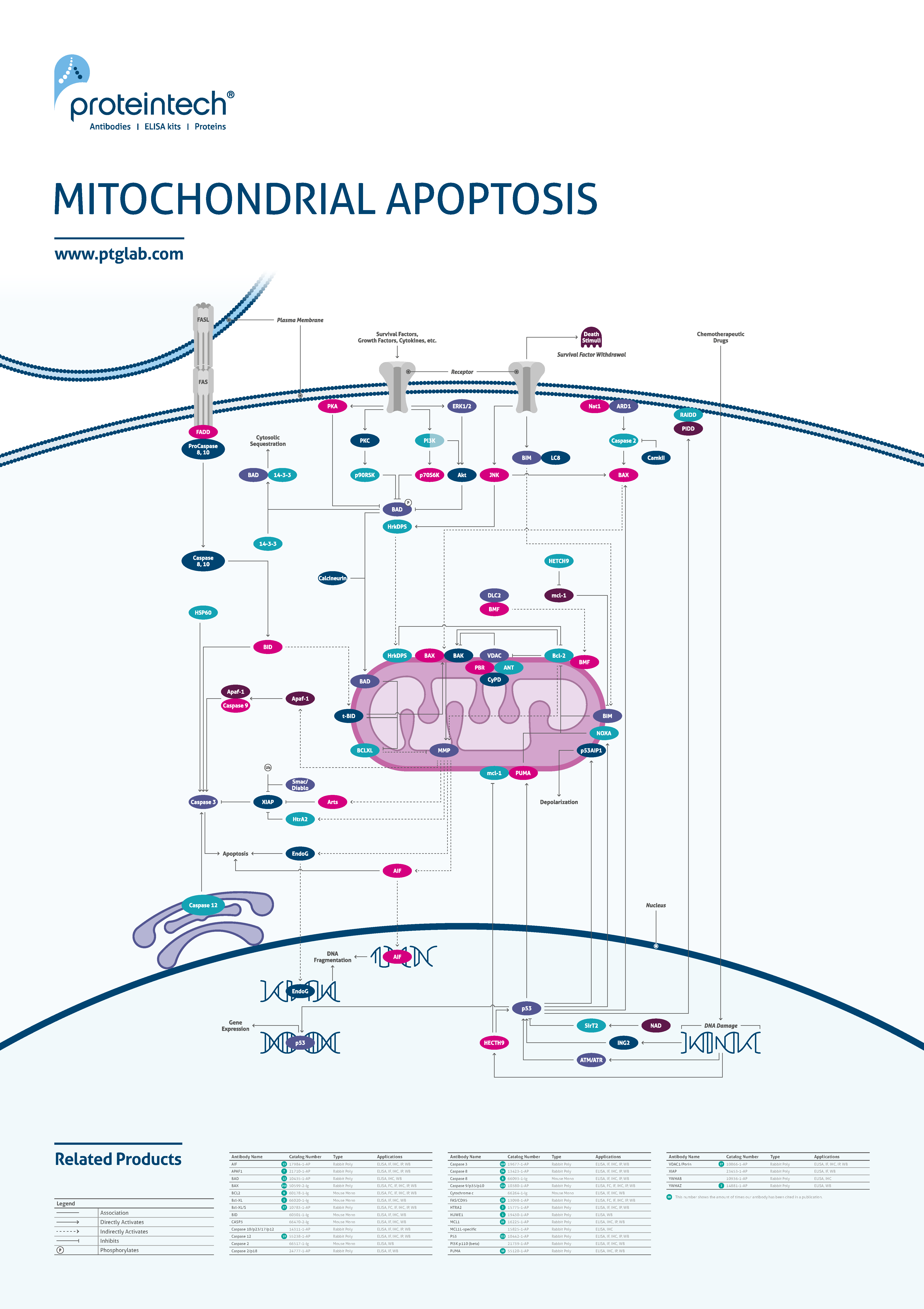 snippet of mitochondrial apoptosis pathway poster