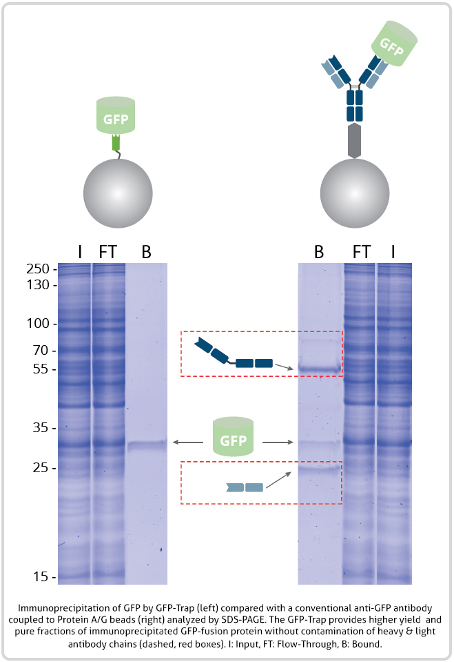 GFP-Trap vs conventional GFP antibody diagram