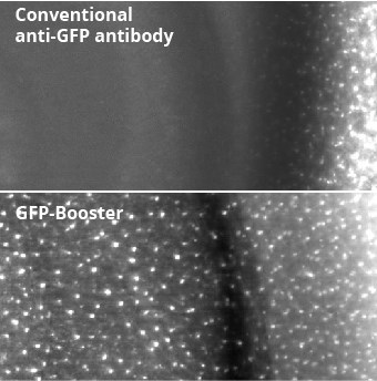 The comparison of conventional anti-GFP antibody and GFP-Booster shows the superior tissue penetration rate of GFP-Booster.