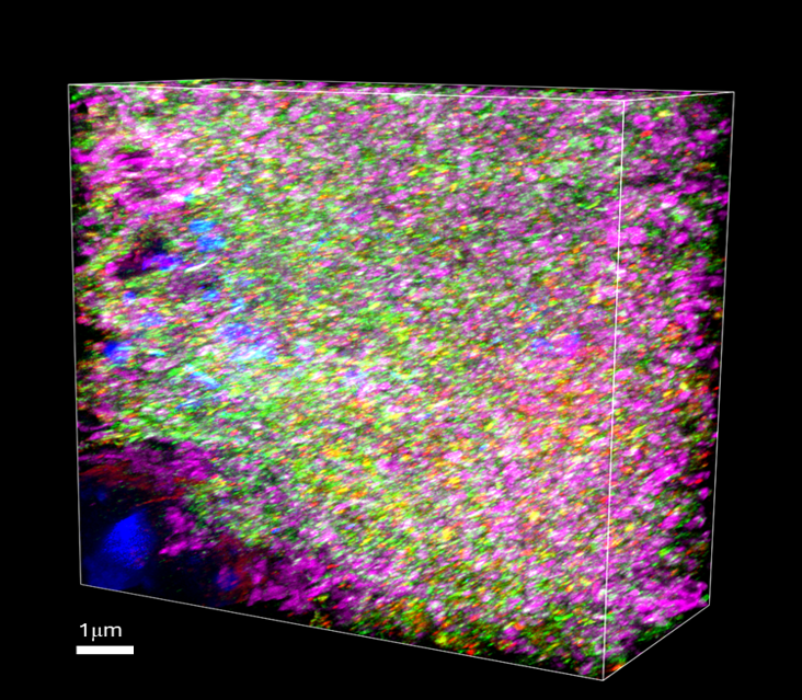Volumetric image of a mouse brain specimen  expanded using a Magnify™ Kit and stained with FlexAble 2.0 Antibody Labeling Kit