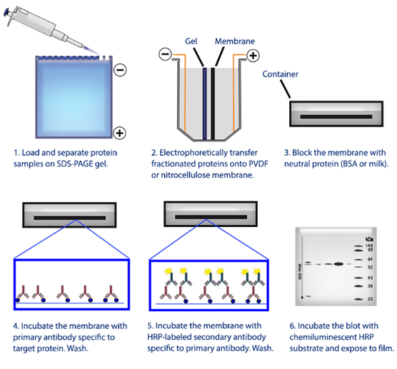 western blot, protocol, SDS PAGE, transfer, immunoblotting, immunodetection, antibodies, antibody, workflow