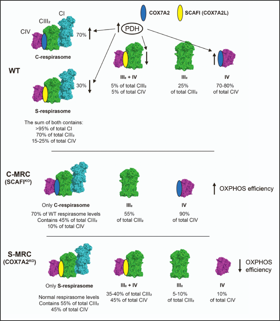 Diagram of the protein structure of MRC supercomplexes and the effects of SCAFI and COX7A2 knockout.