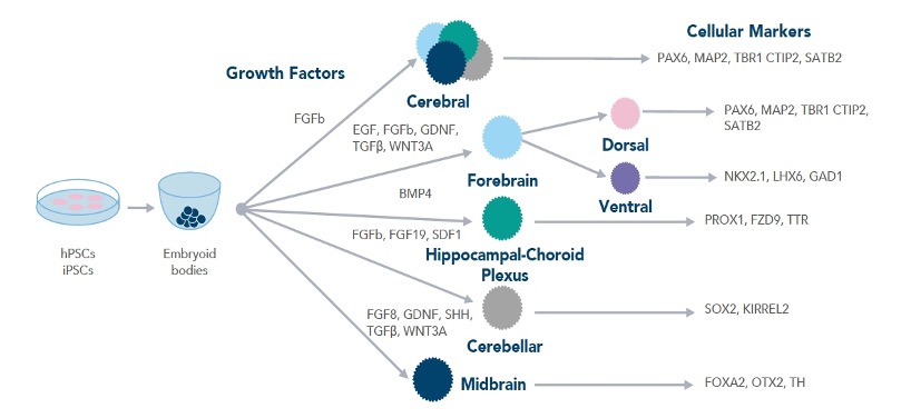 脳オルガノイドの分化に必要な様々な増殖因子に注目した細胞の分化の模式図