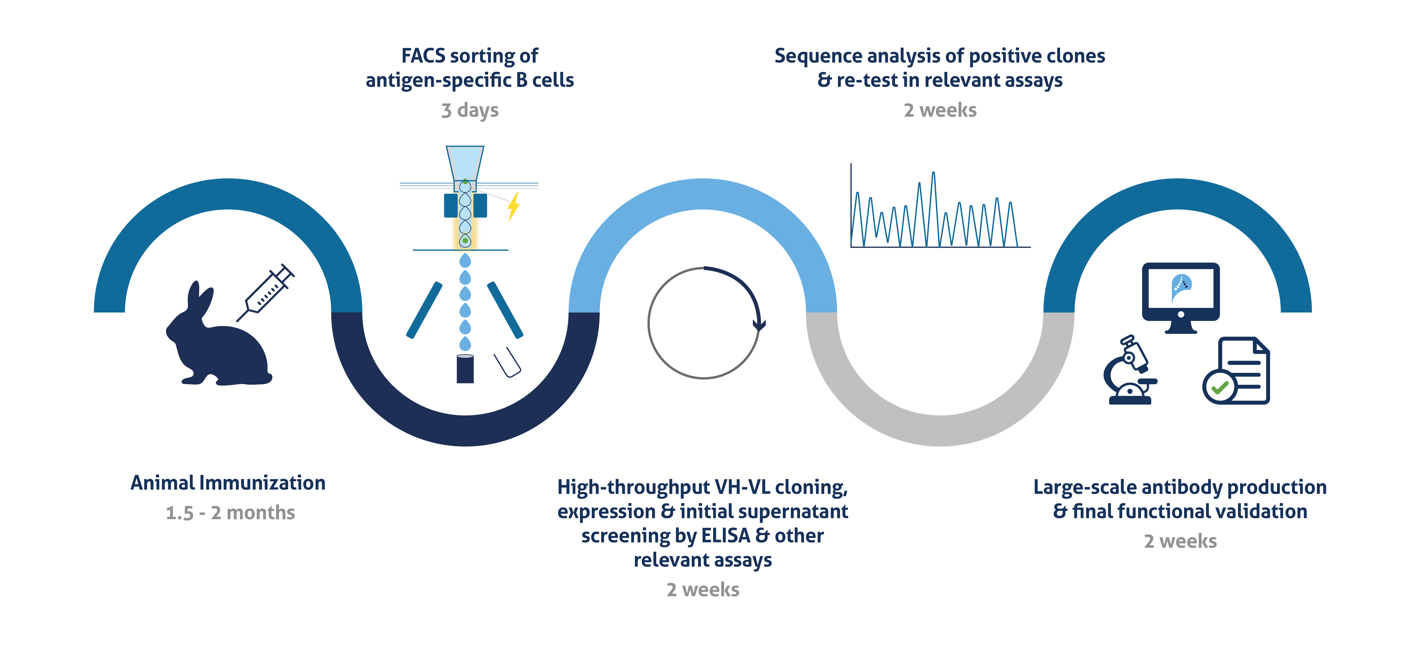 Projected timeline for custom antibody development on the ABCE™ platform workflow graphic ​