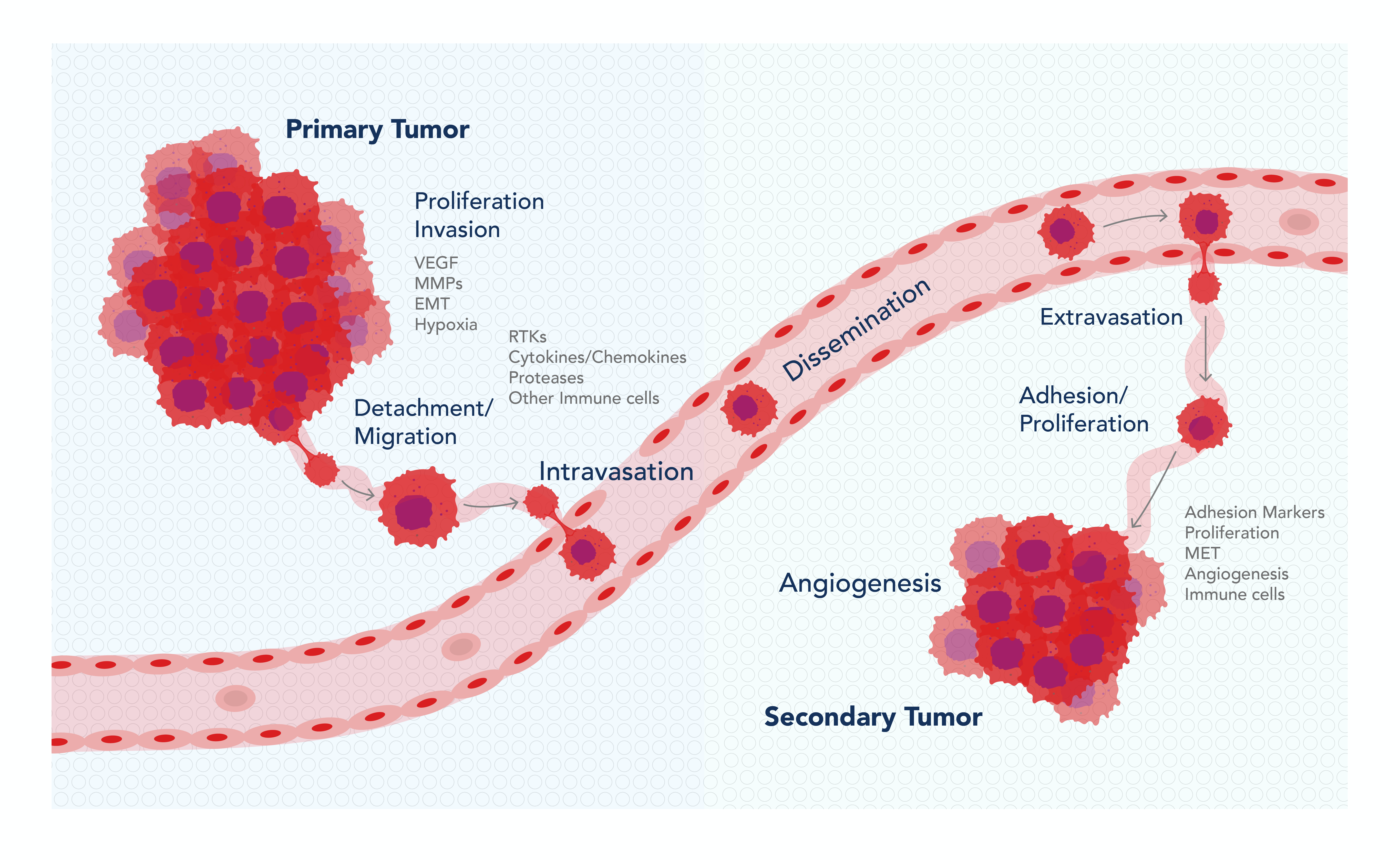 Cancer And Metastasis | Proteintech Group