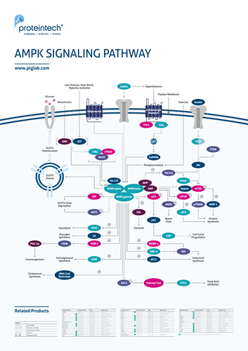 AMPK signaling pathway