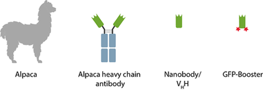 GFP booster origin