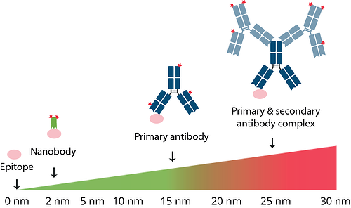 Distance between the epitope and fluorophore