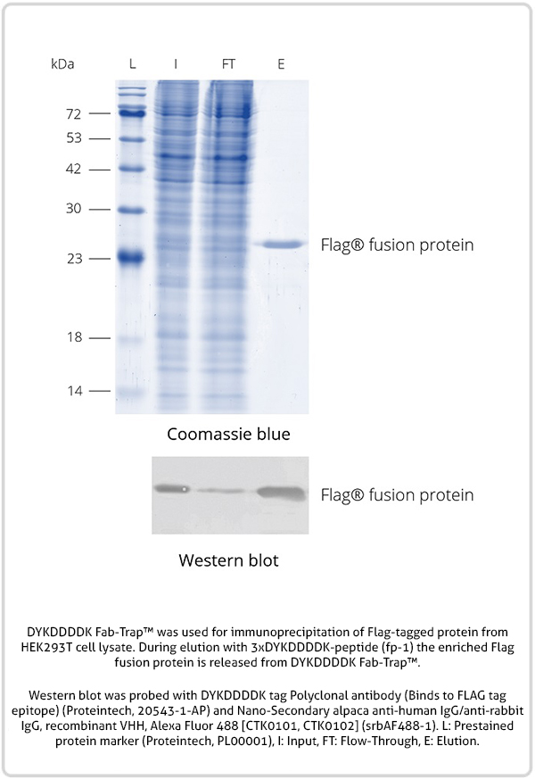 RFP-Trap vs conventional RFP antibody diagram