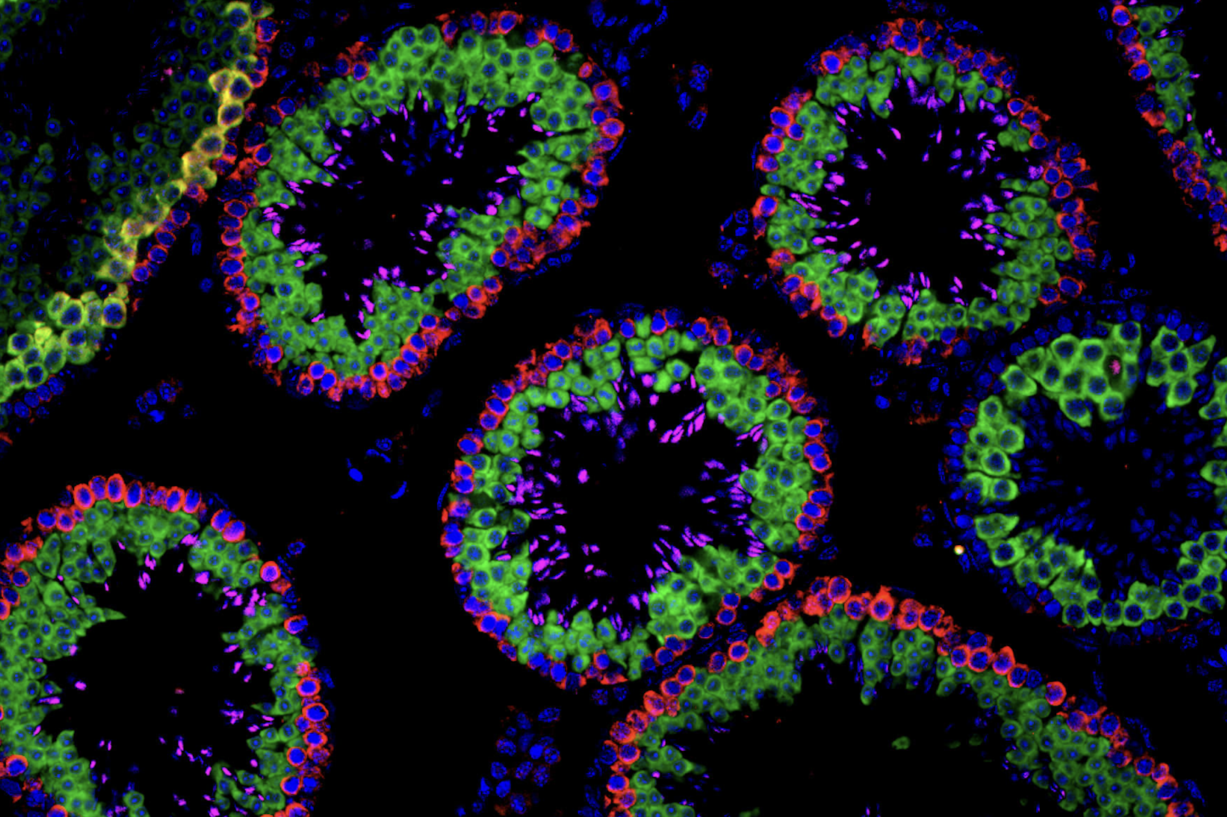 CoraLite® conjugates for immunofluorescence | Proteintech Group