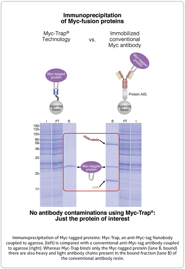 Myc-Trap vs conventional Myc antibody diagram