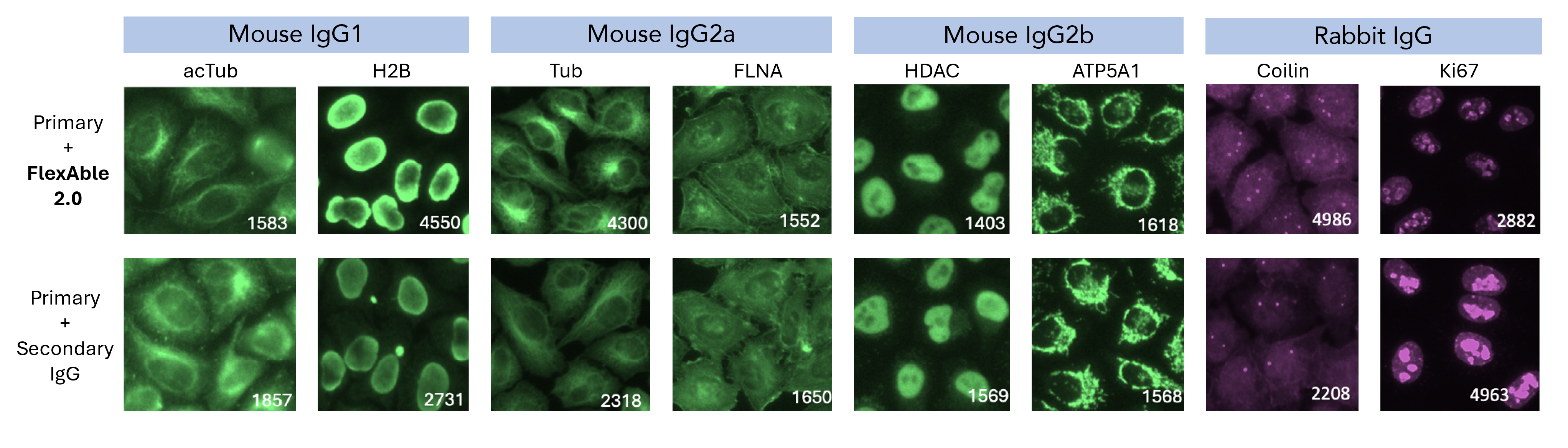 Comparison of different mouse and rabbit antibodies from variety of IgG subclasses were labeled with the original FlexAble kits, new FlexAble 2.0, or as a primary and secondary antibody combination.