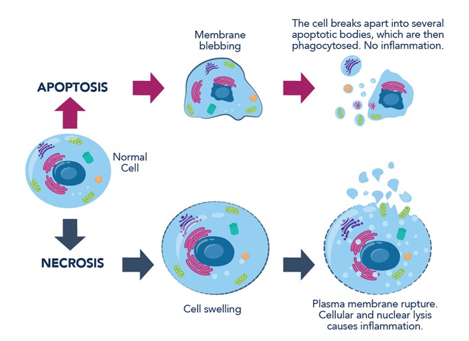 Hallmarks of apoptosis and necrosis