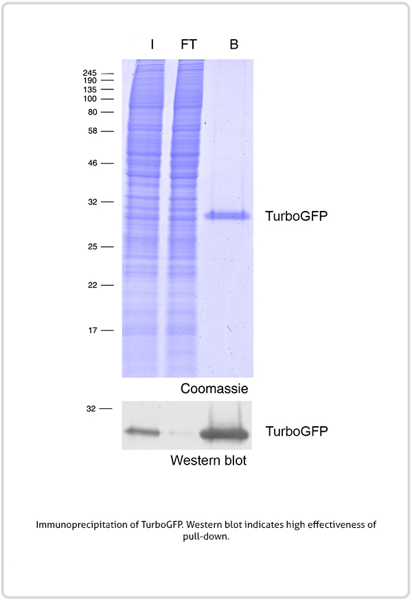 Immunoprecipitation of TurboGFP. Western blot indicates high effectiveness of pull-down.