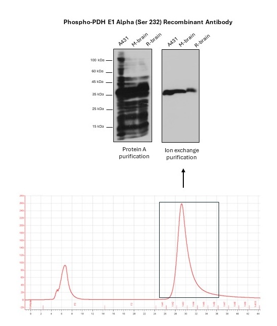 Two-step purification phospho PDH E1 Alpha (Ser 232) recombinant antibody