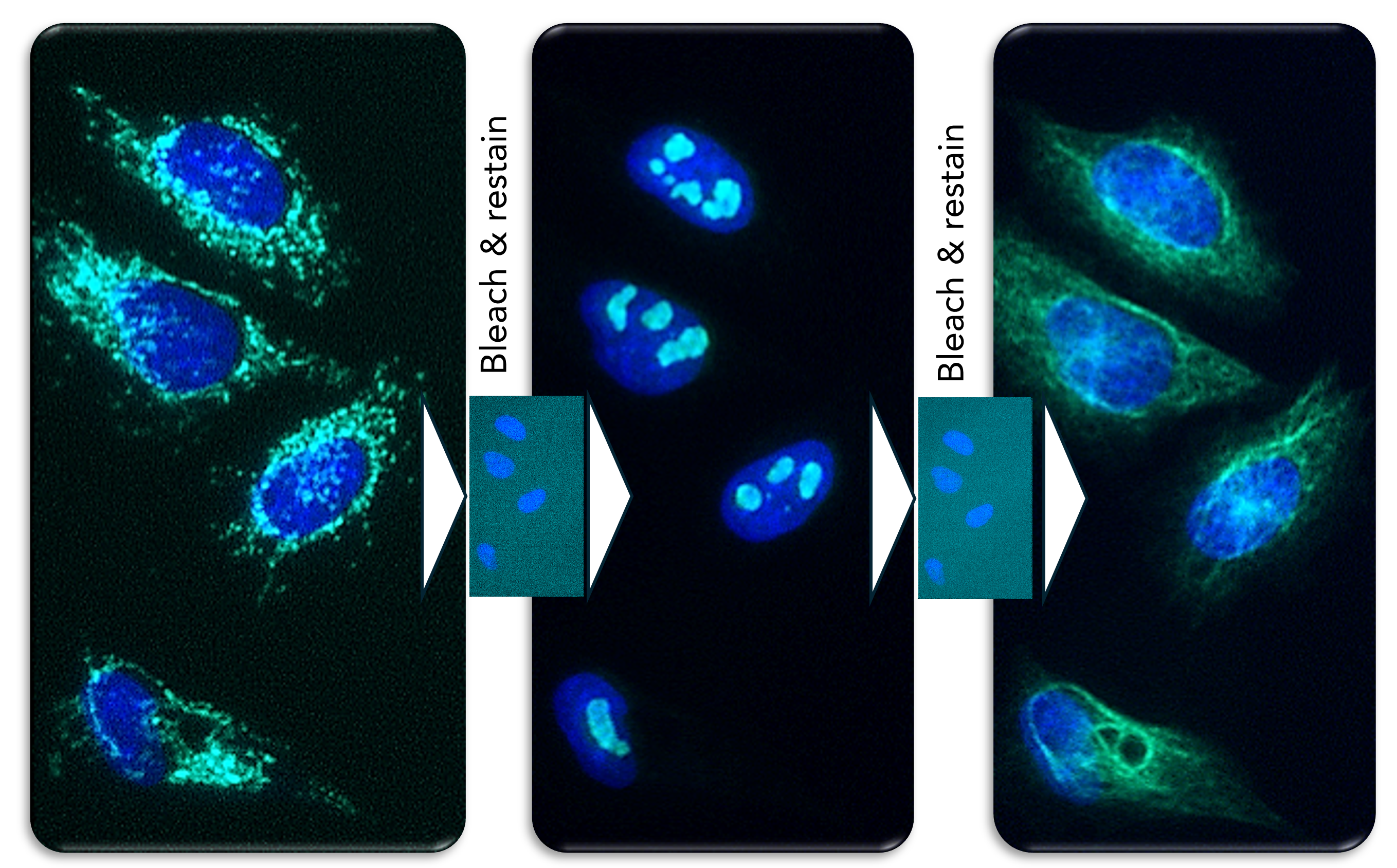Cyclic IF with HeLa cells
