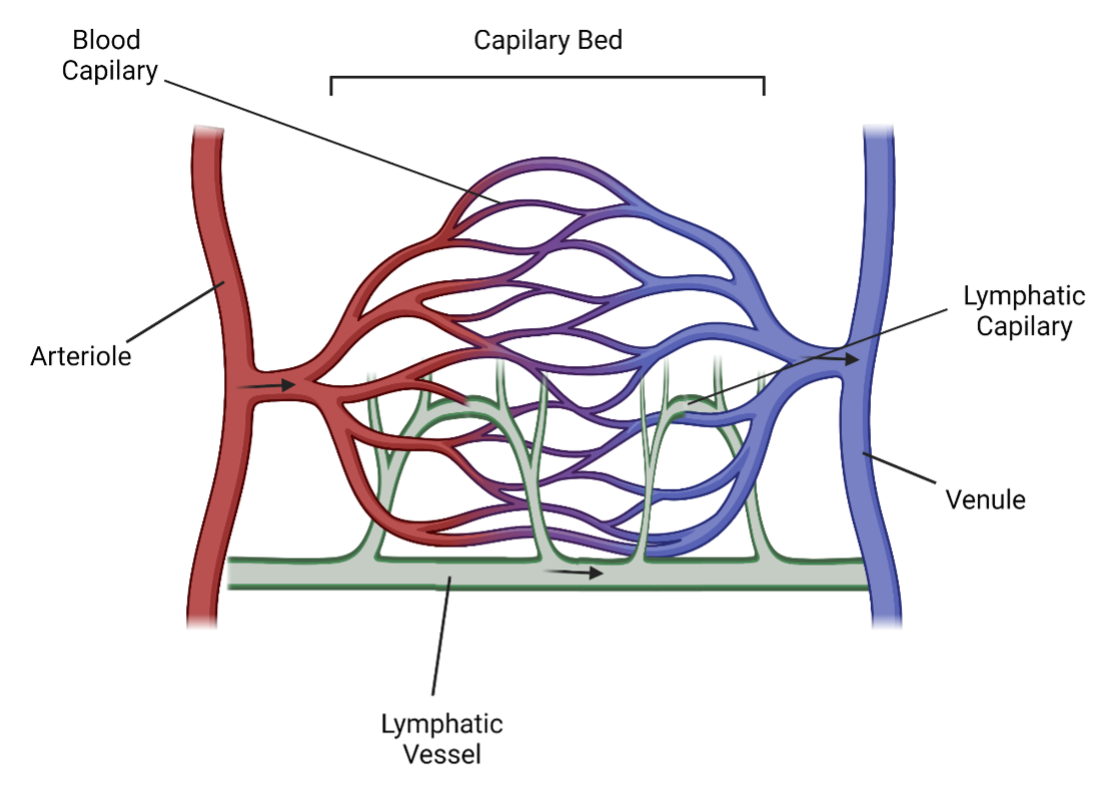 Overview Of The Vascular System And The Importance Of Endothelial Cells ...