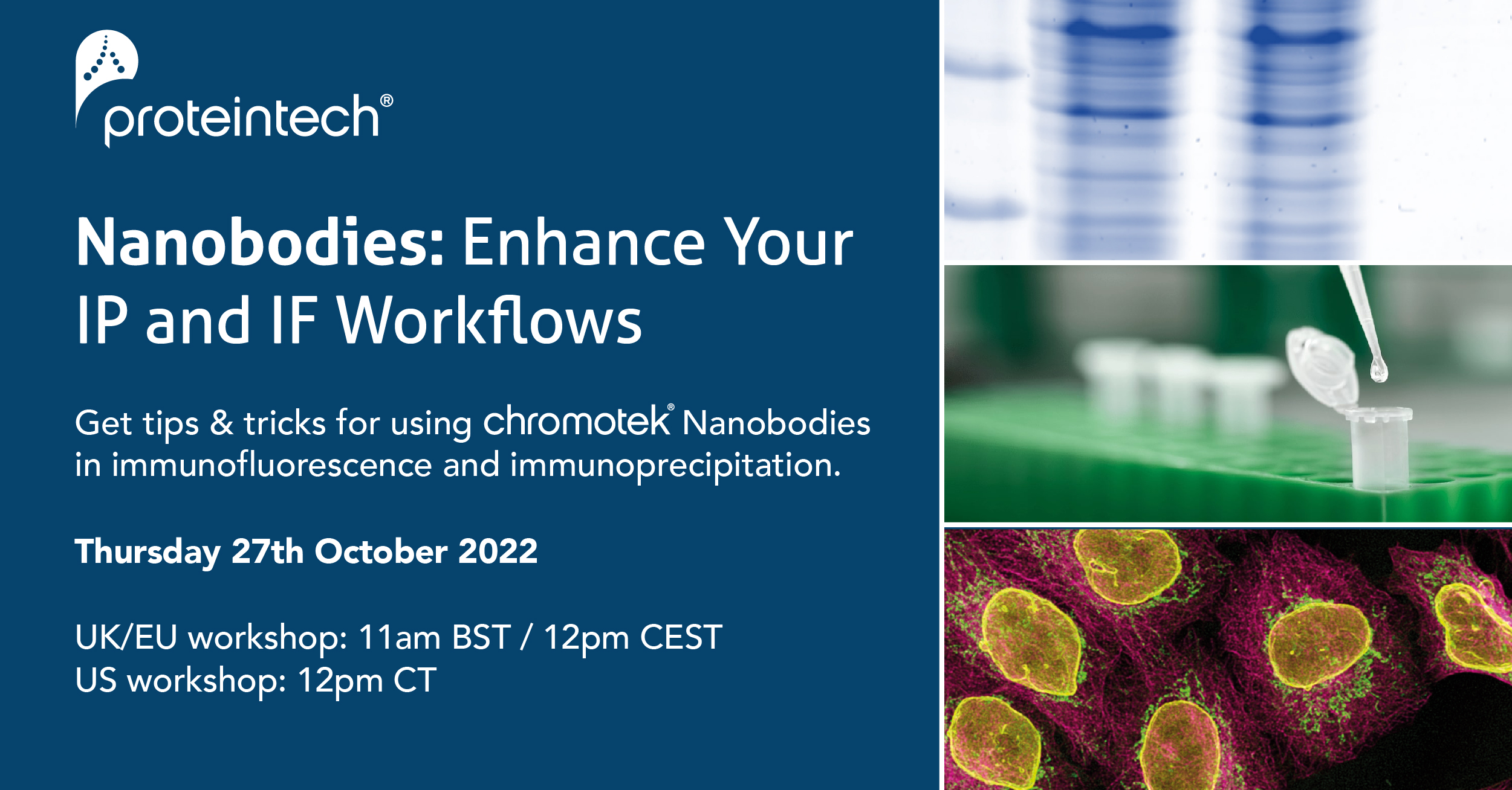 Nanobodies: Enhance Your IP and IF Workflows | Proteintech Group