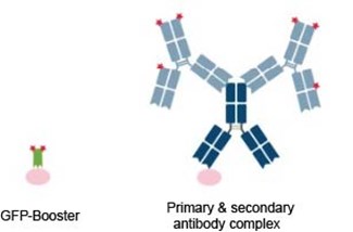 Schematic comparison of GFP-Booster vs. a conventional primary antibody and secondary antibodies conjugated to fluorescent dyes