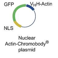 chromotek nuclear-actin chromobody plasmid