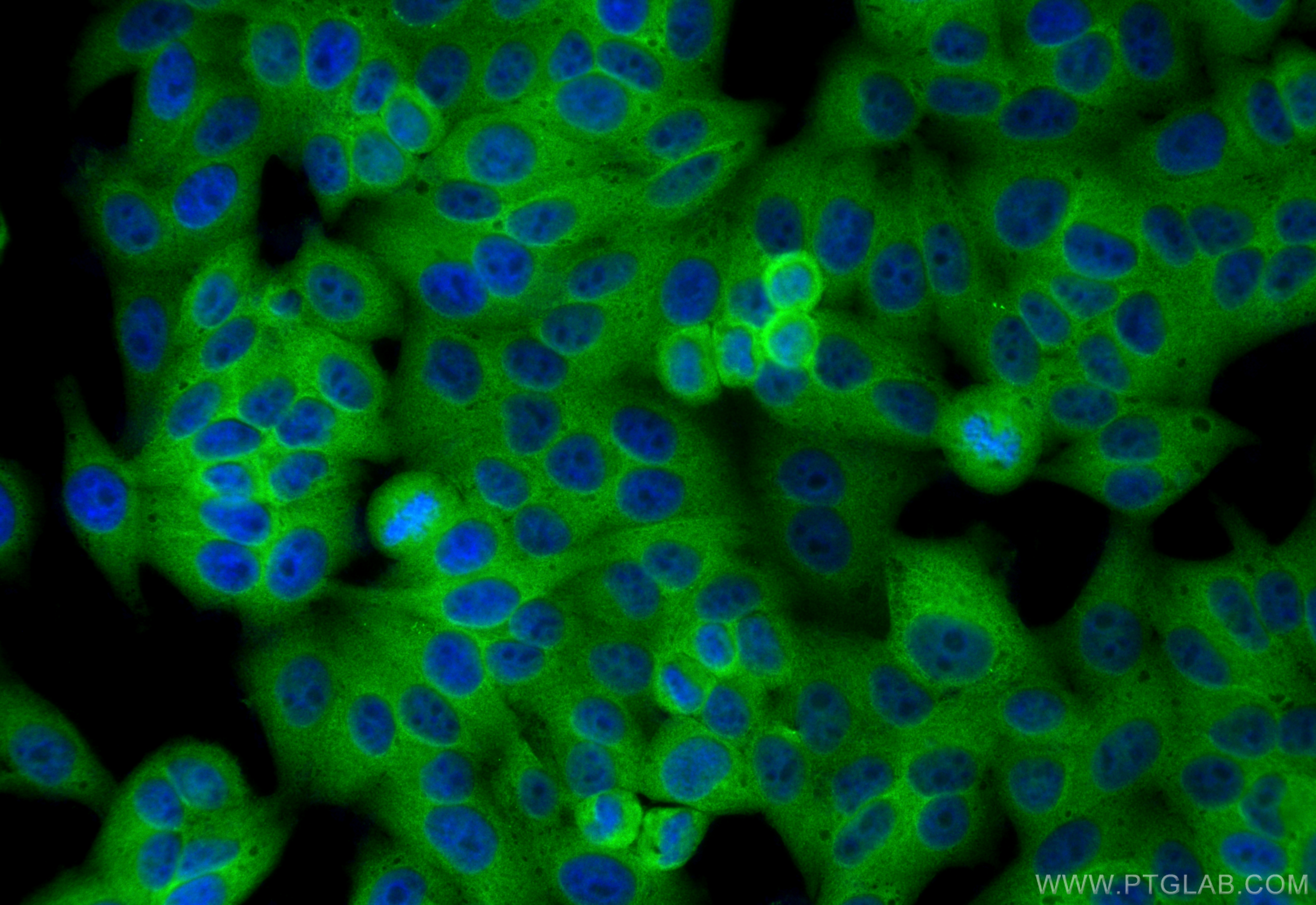 Immunofluorescence (IF) / fluorescent staining of HepG2 cells using 14-3-3 Polyclonal antibody (14503-1-AP)